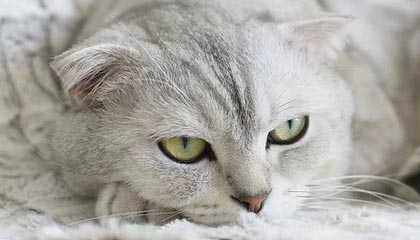 开云体育APP下载-英格兰女篮在欧洲青年篮球锦标赛中展现潜力，英格兰参加欧洲杯